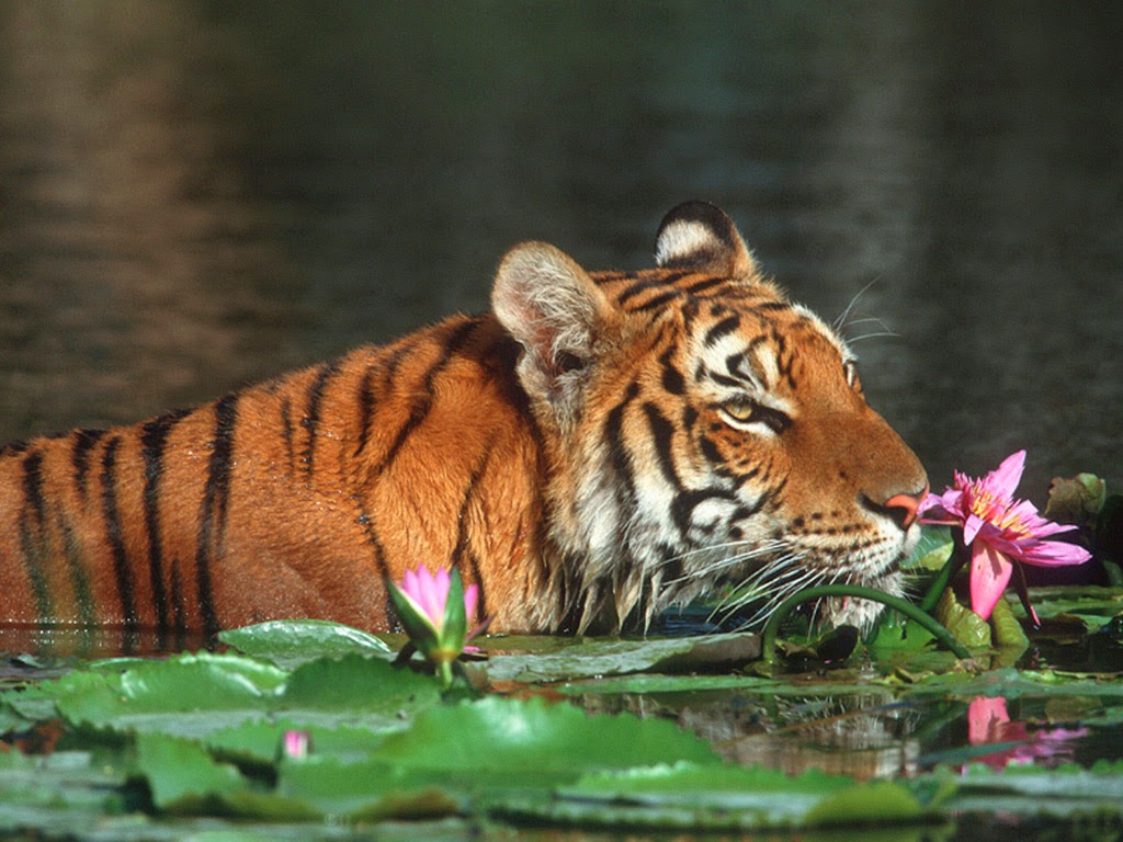 tiger wallpaper free download,tiger,mammal,wildlife,vertebrate,bengal tiger