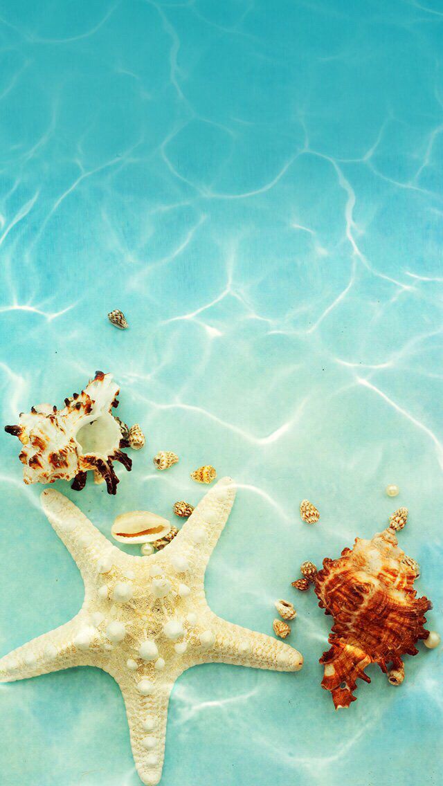 carta da parati verano,stella marina,invertebrati marini,mare,vacanza,turchese