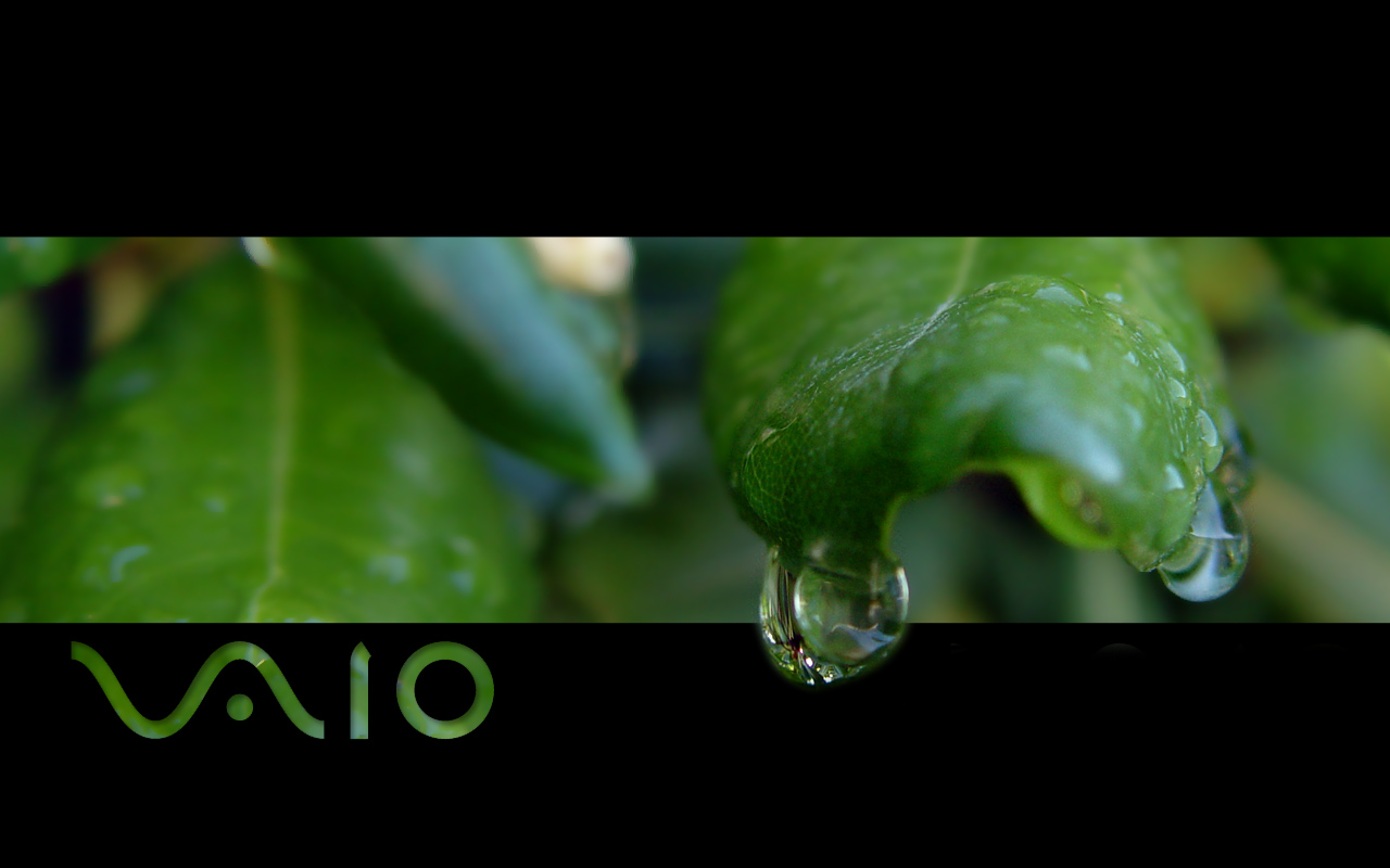 sony fondos de pantalla hd 1080p,hoja,verde,naturaleza,agua,planta