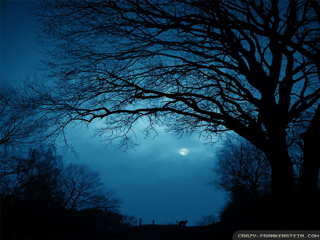 summer night wallpaper,sky,blue,nature,tree,branch