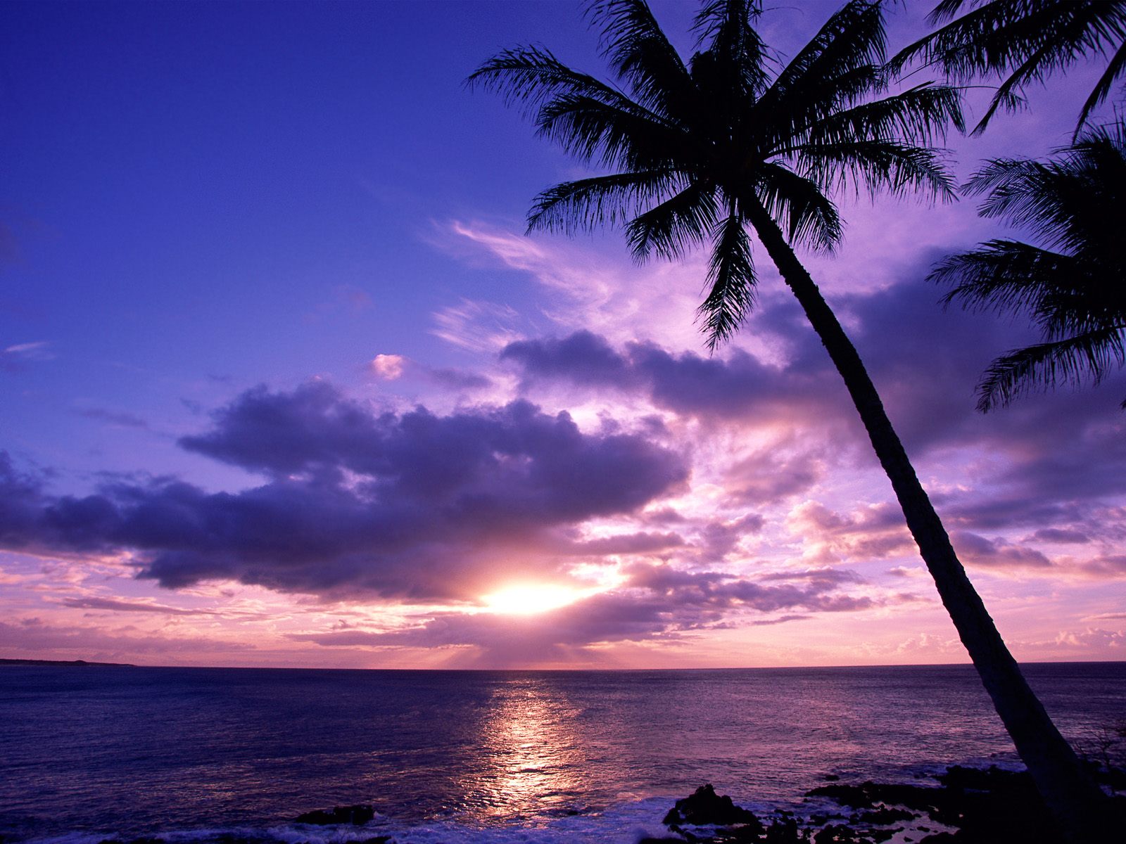 summer night wallpaper,sky,nature,tropics,tree,horizon