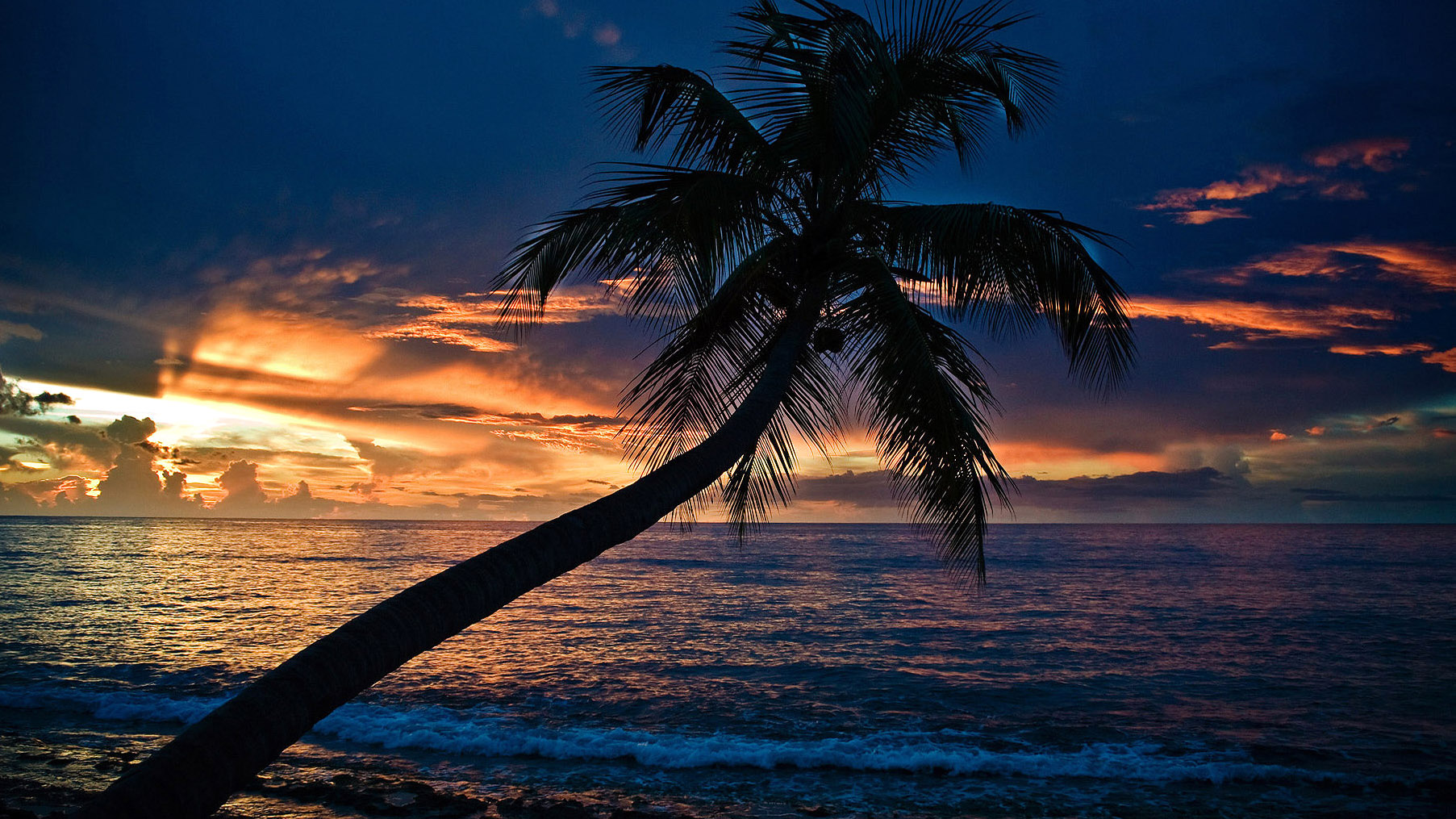 sommernacht tapete,himmel,baum,natur,palme,horizont