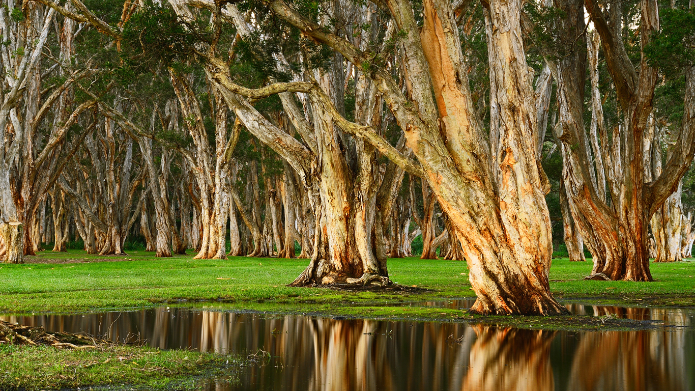 download di sfondi per oppo a37,albero,paesaggio naturale,natura,palude,tronco