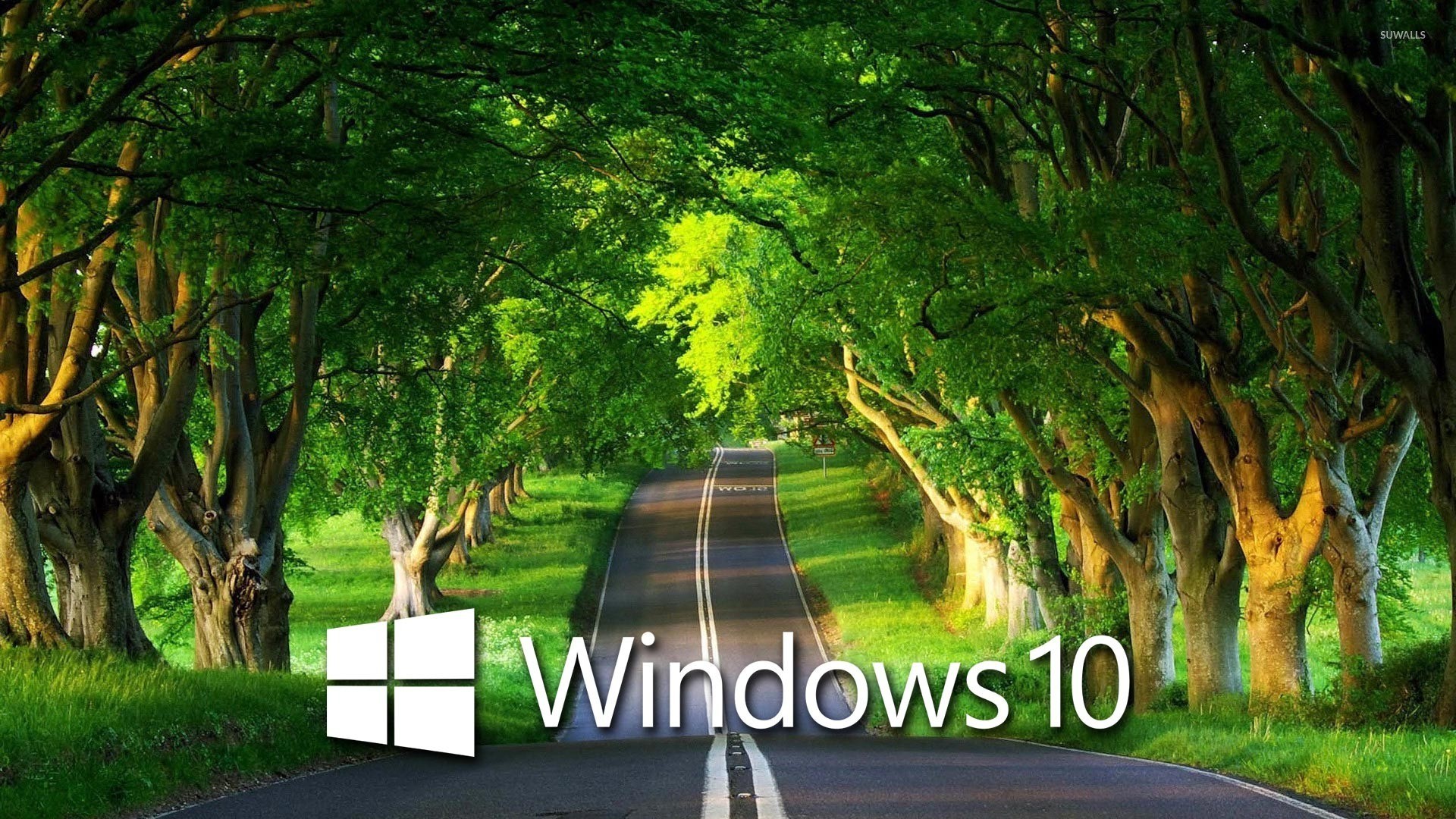 windows 10 1920x1080のhd壁紙,自然の風景,自然,緑,木,木本