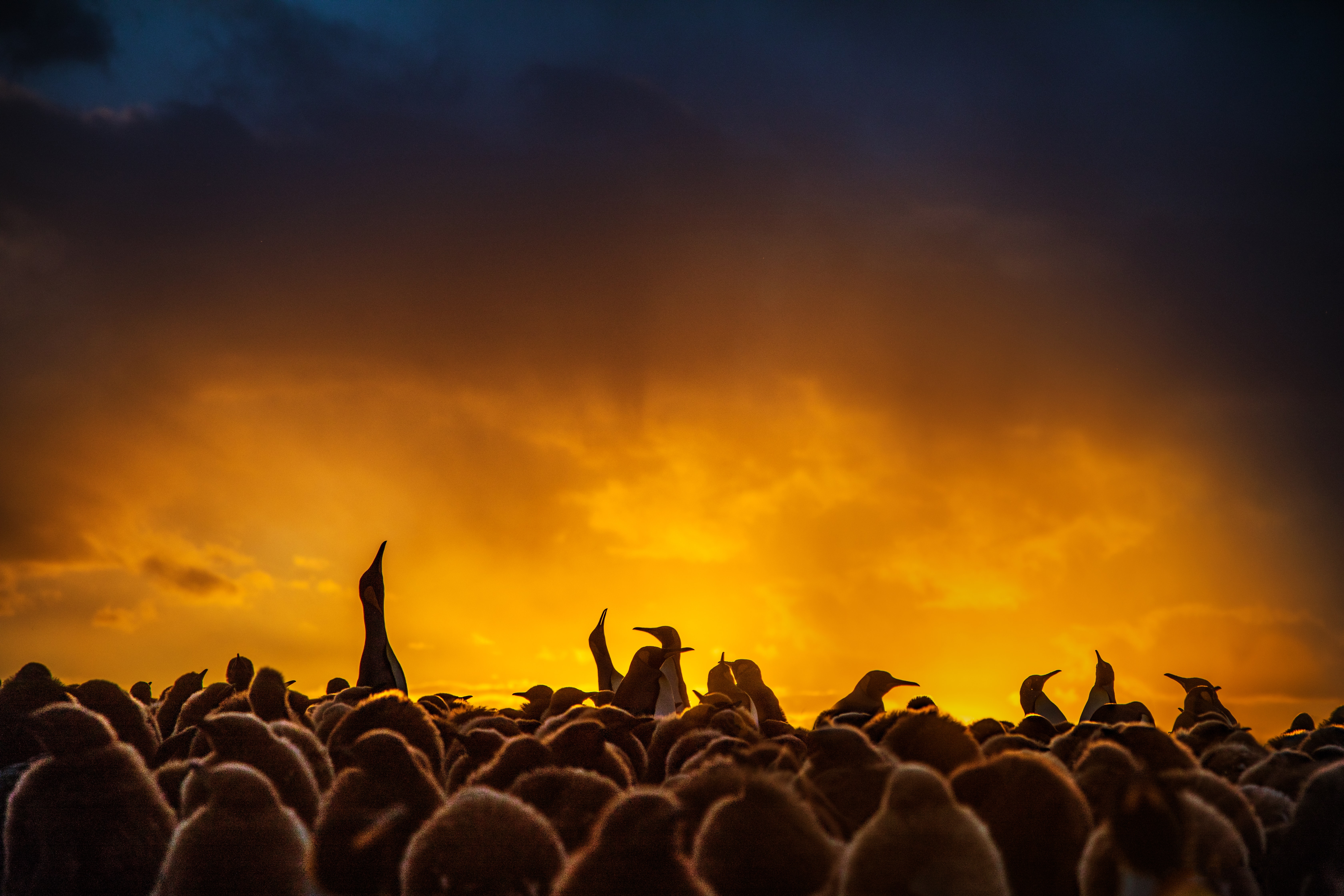 les gens fond d'écran hd,ciel,foule,gens,nuage,jaune