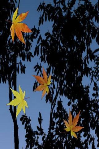 live wallpaper photo gallery,leaf,tree,sky,maple leaf,yellow