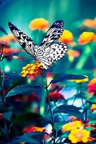 라이브 배경 사진 갤러리,신시아 아속,나비,나방과 나비,곤충,무척추 동물