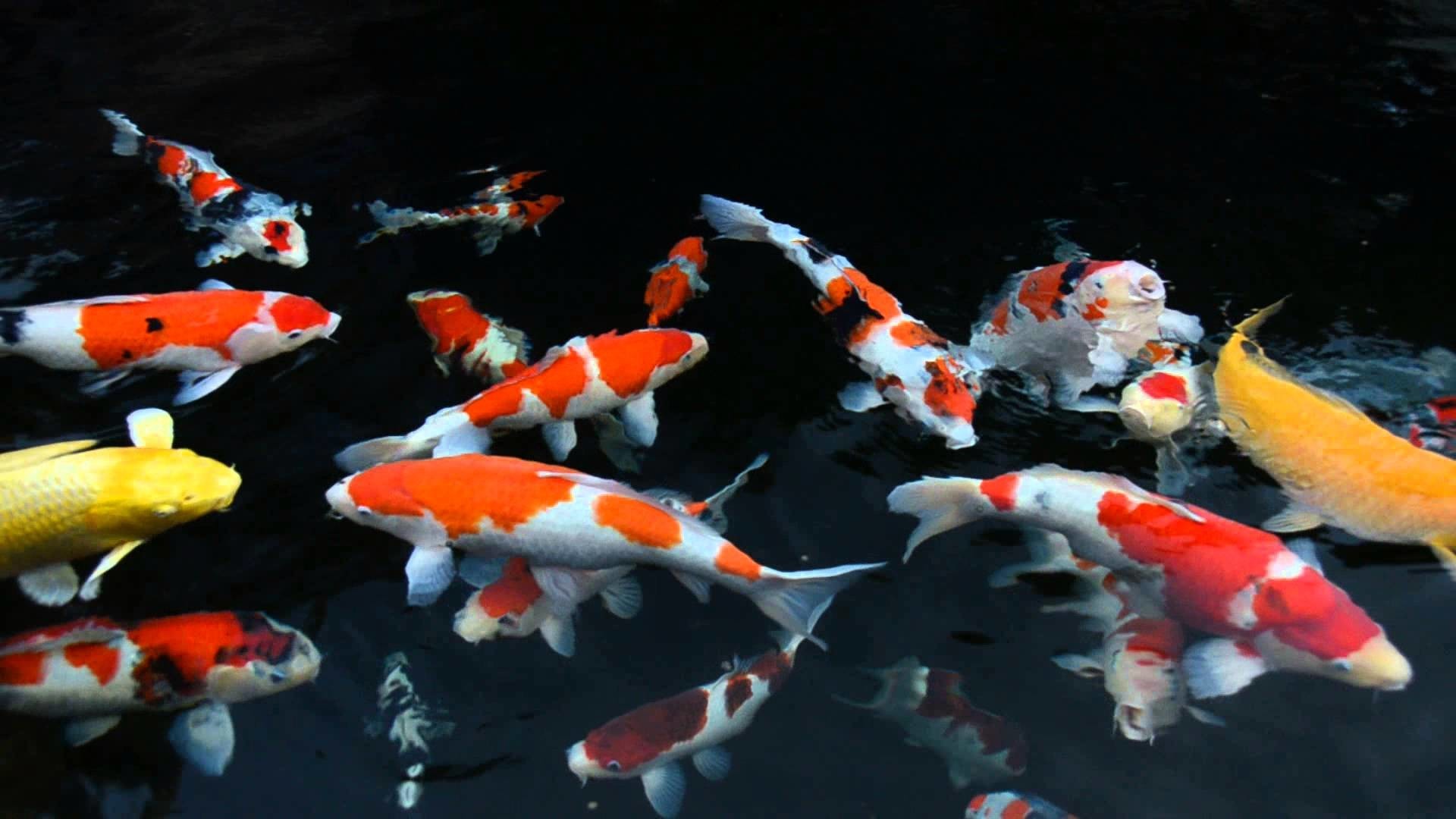 fondo de pantalla de estanque koi,koi,pez,biología marina,estanque,pez