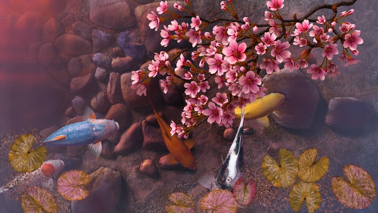 fond d'écran étang de koi,fleur,plante,arbre,nature morte,étang