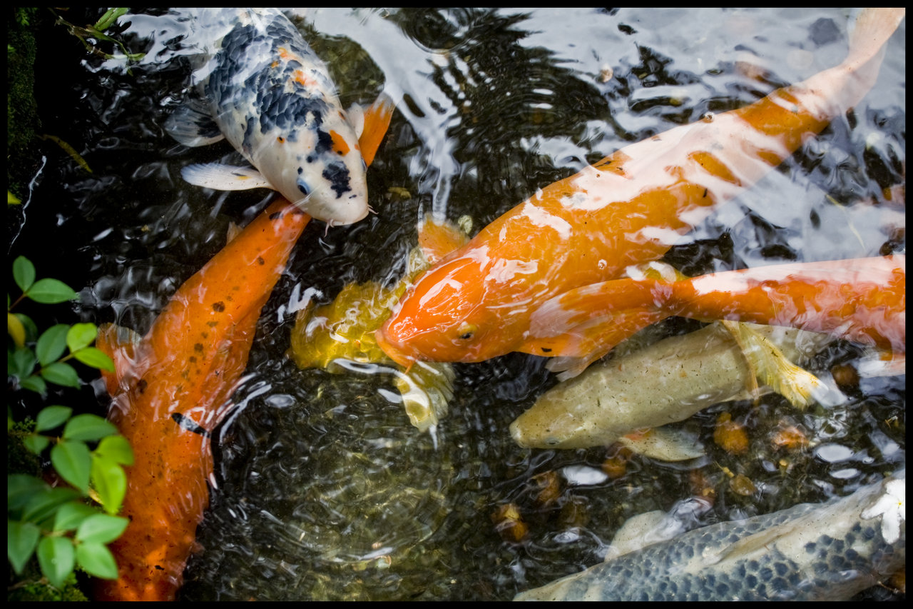 鯉の池の壁紙,恋,魚のいる池,フィーダーフィッシュ,池,魚