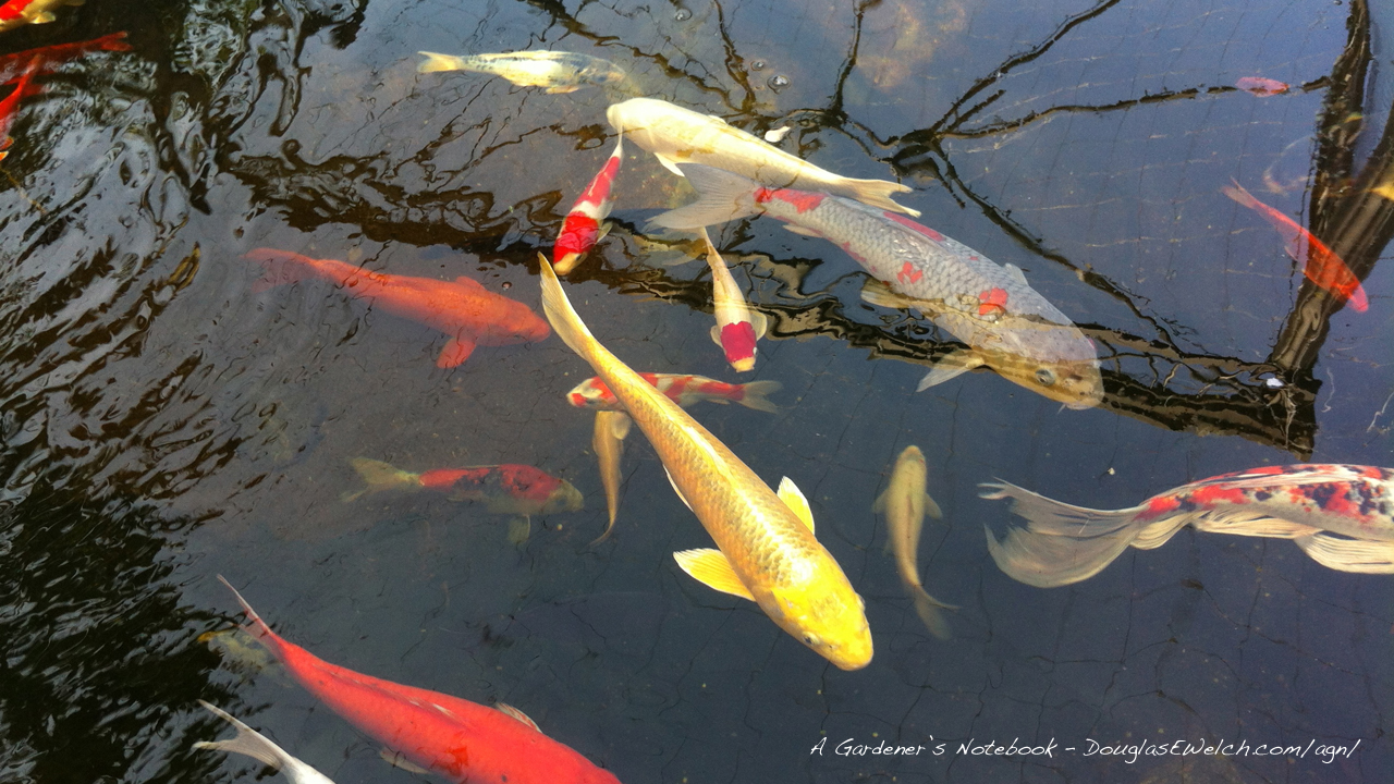 koi pond wallpaper,koi,fish pond,pond,fish,feeder fish