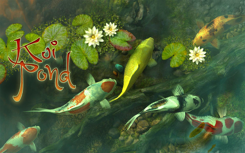 koi pond wallpaper,fish pond,pond,organism,fish,koi