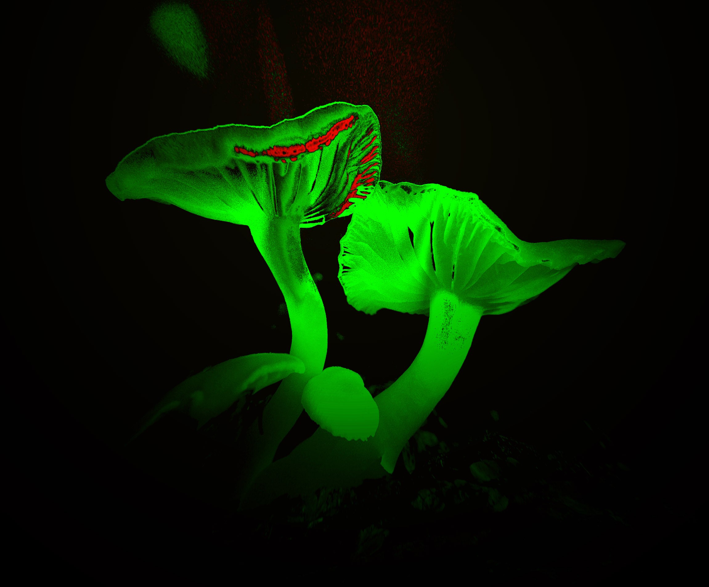 neon green fondos de pantalla hd,verde,hoja,planta,flor,fotografía