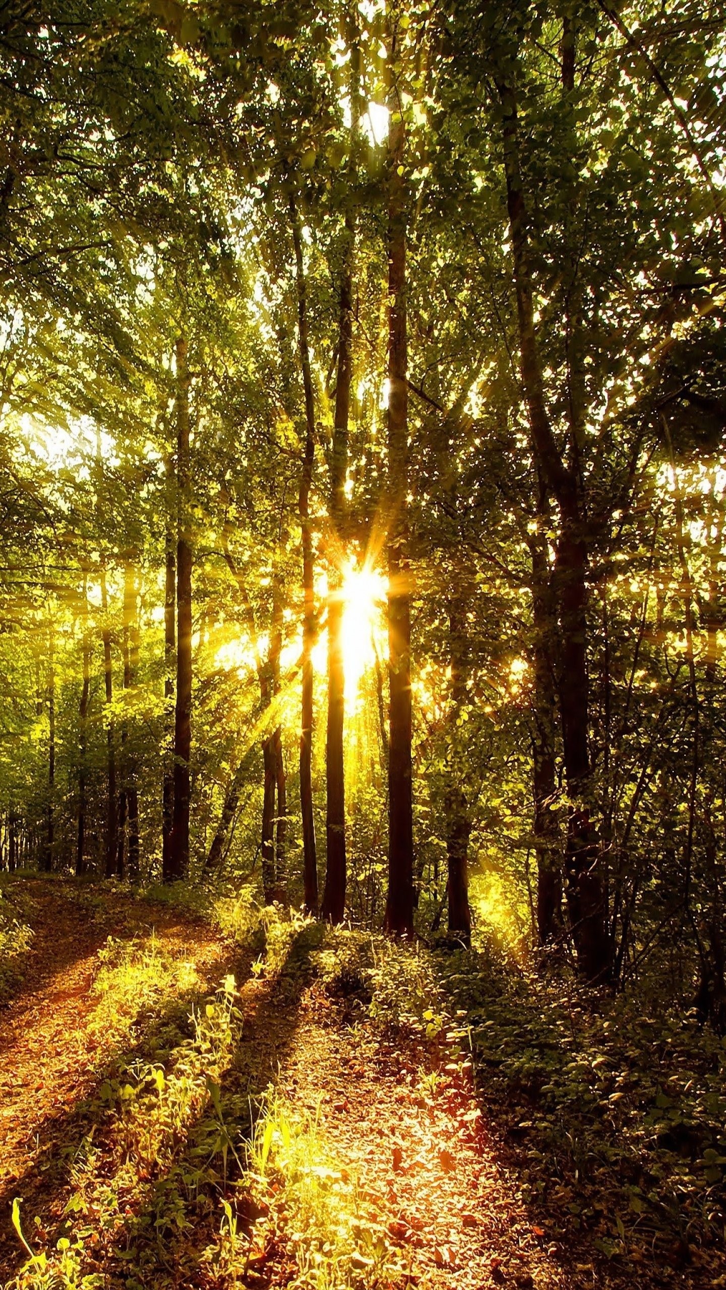 森画像壁紙,自然の風景,自然,木,森林,日光
