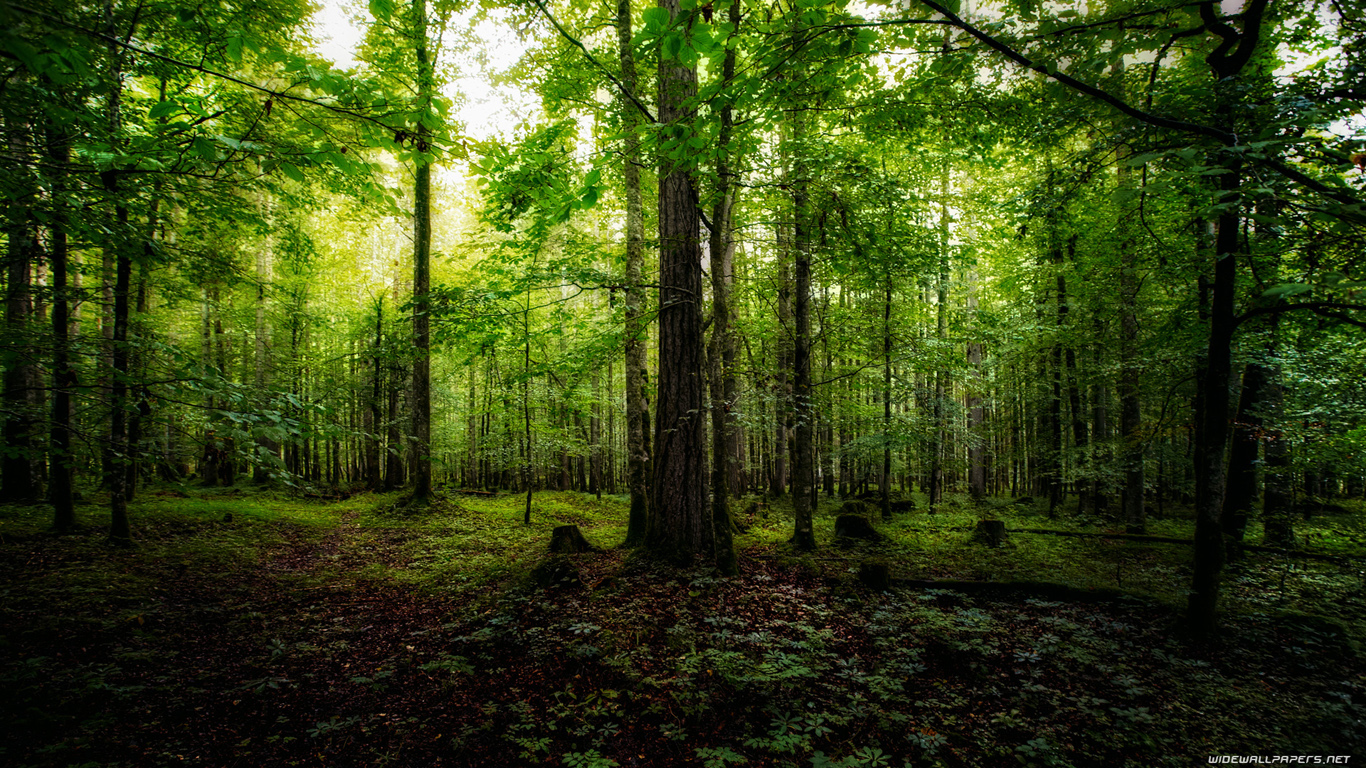 forest images wallpaper,tree,forest,woodland,natural landscape,nature