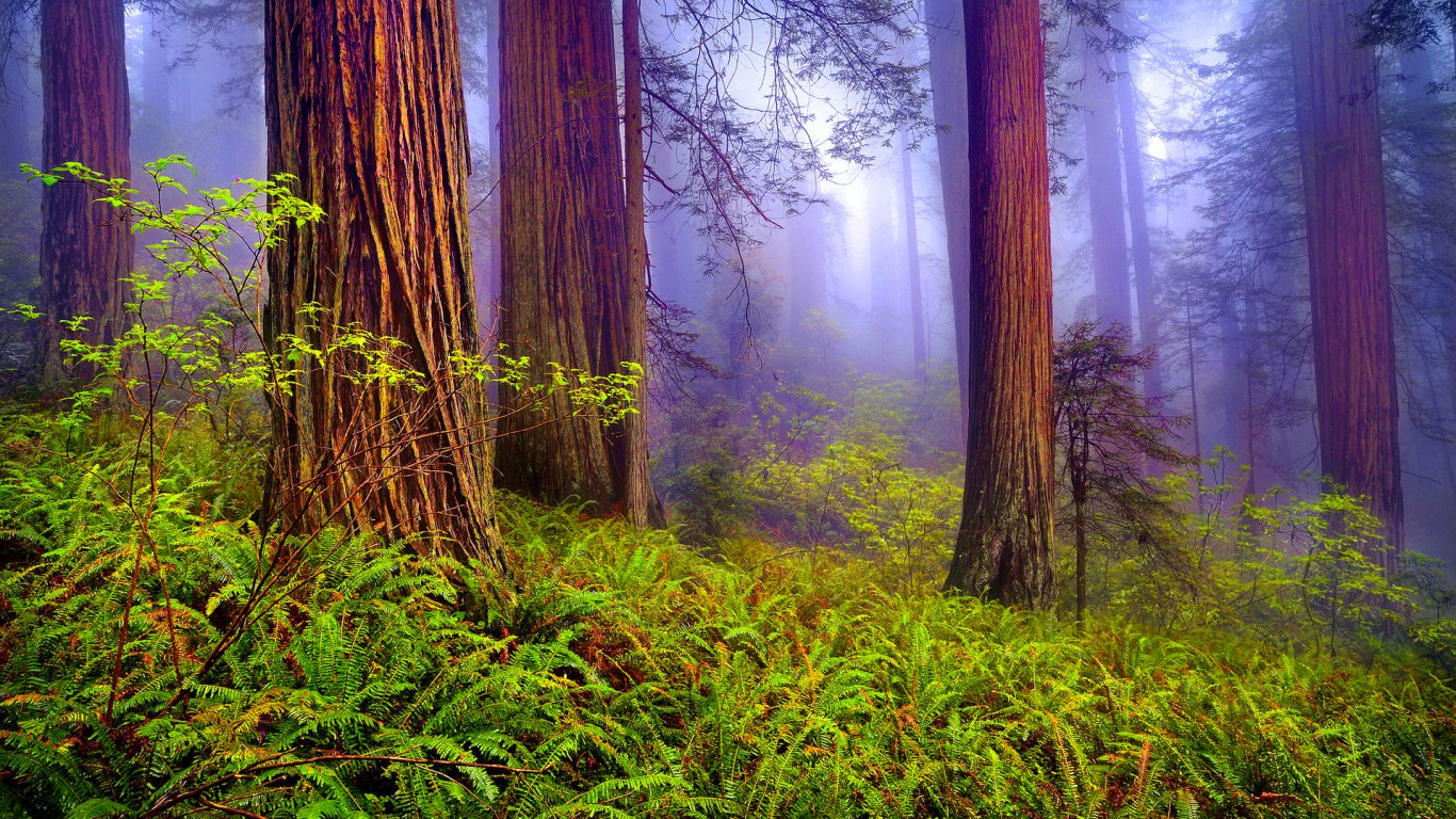 sfondo di immagini di foresta,paesaggio naturale,foresta,natura,albero,vecchia foresta di crescita