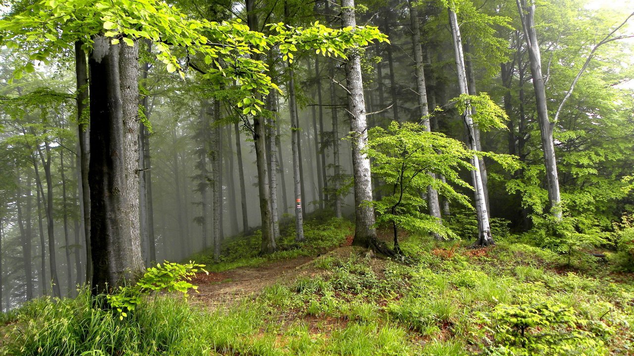 森画像壁紙,森林,木,森林,自然,古い成長林