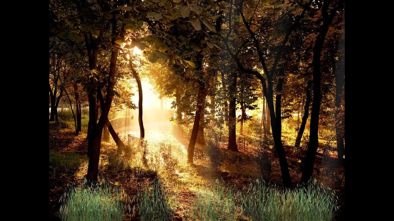 beau fond d'écran de la forêt,paysage naturel,la nature,arbre,forêt,des bois