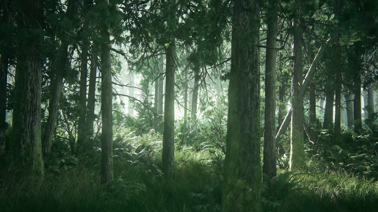 hermoso bosque fondo de pantalla,bosque,árbol,bosque,naturaleza,bosque de crecimiento antiguo