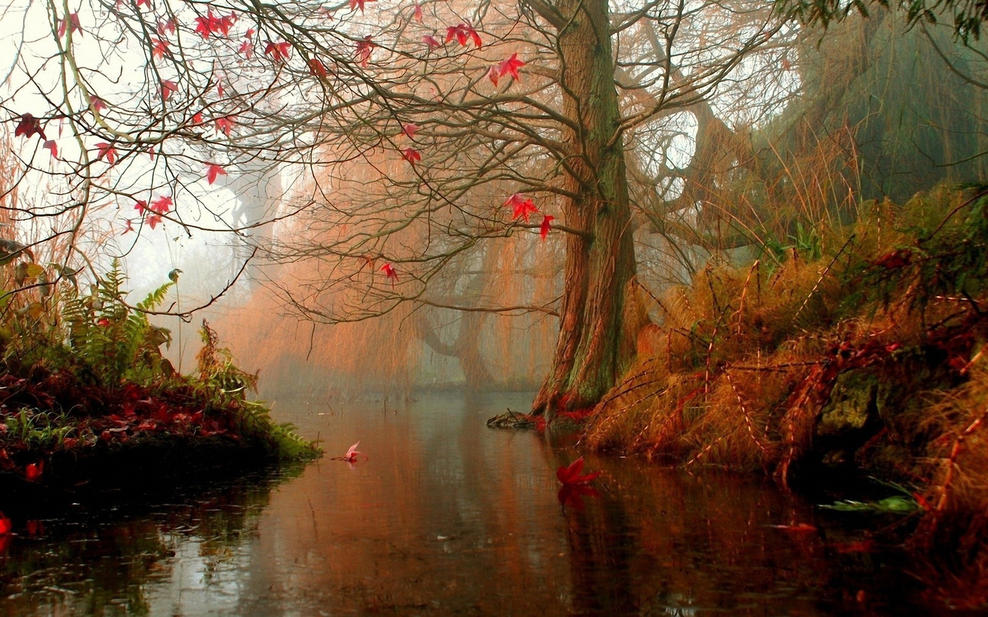 hermoso bosque fondo de pantalla,naturaleza,paisaje natural,árbol,reflexión,agua