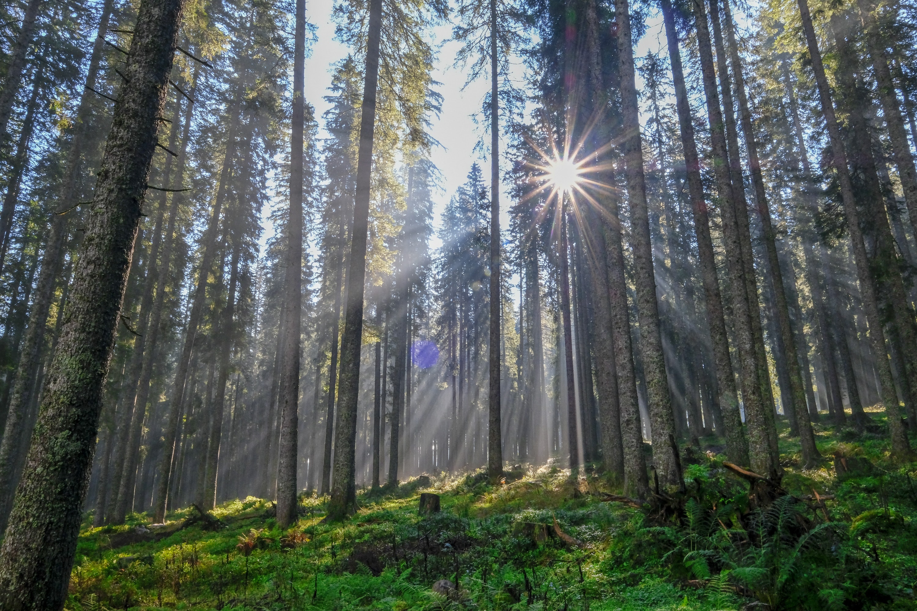 sfondo di immagini di foresta,foresta,albero,bosco,natura,bosco di abeti rossi