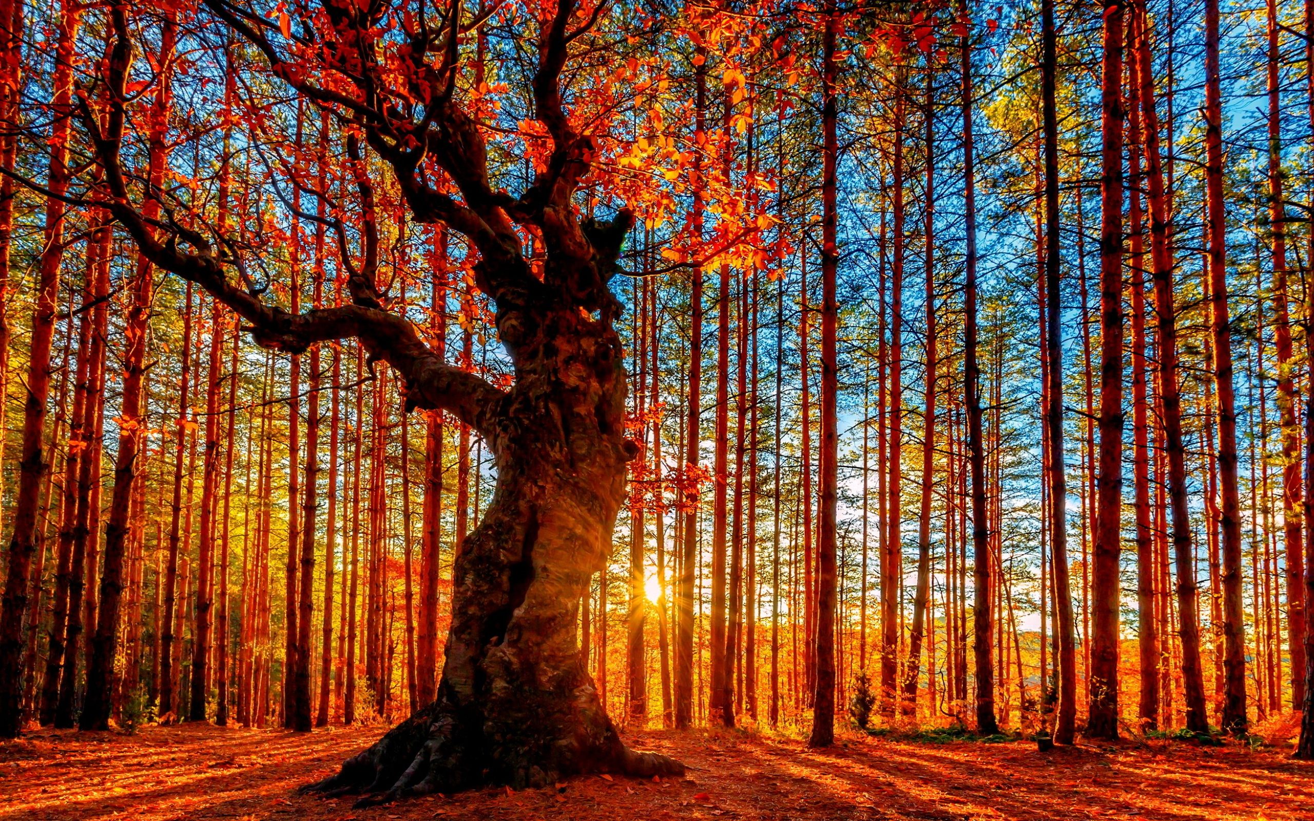 schöne waldtapete,baum,natur,natürliche landschaft,wald,wald