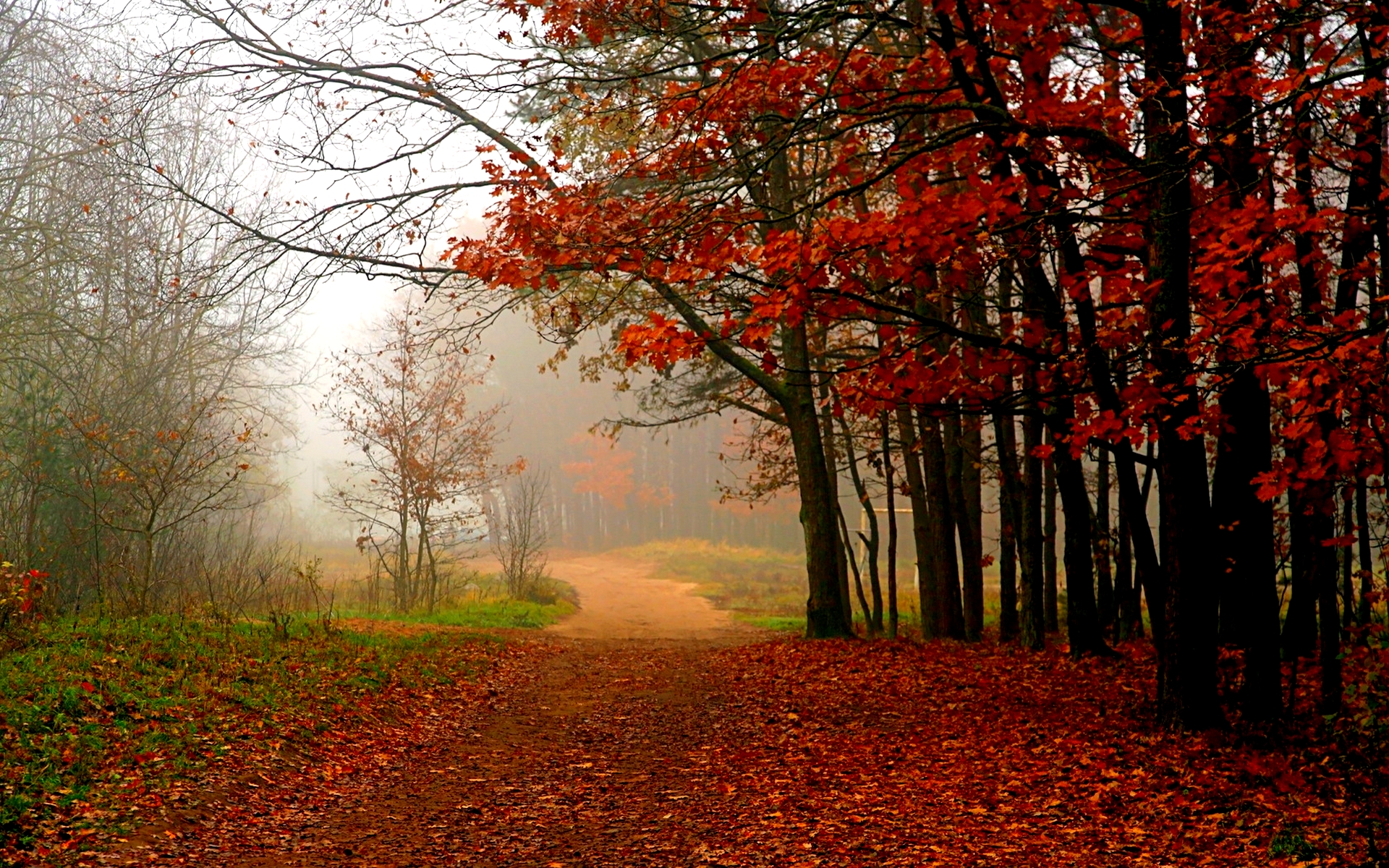 fond d'écran d'images de forêt,arbre,paysage naturel,la nature,feuille,l'automne