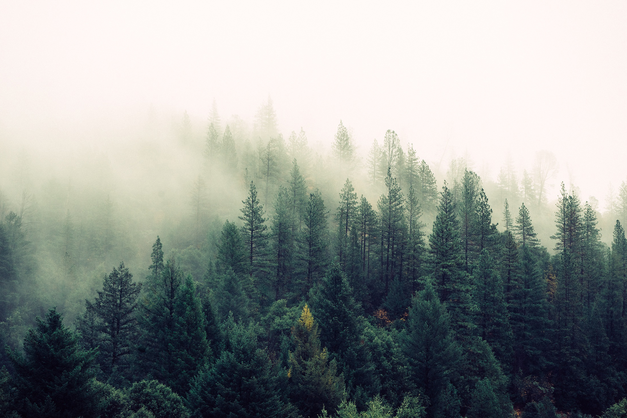 霧の森の壁紙,ショートリーフブラックスプルース,木,自然,トウヒのモミの森,森林