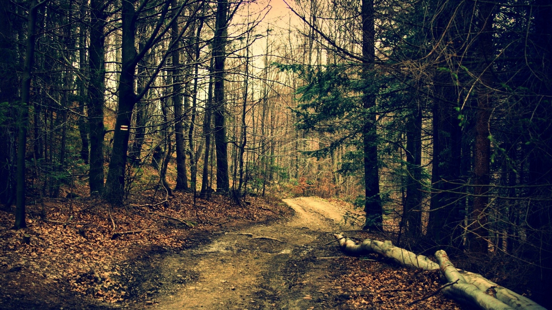 sfondo di immagini di foresta,albero,foresta,paesaggio naturale,natura,bosco