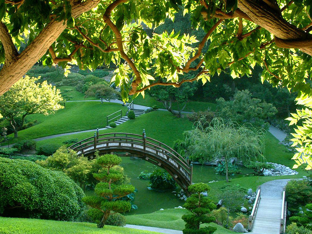 bella carta da parati foresta,paesaggio naturale,natura,giardino,verde,giardino botanico