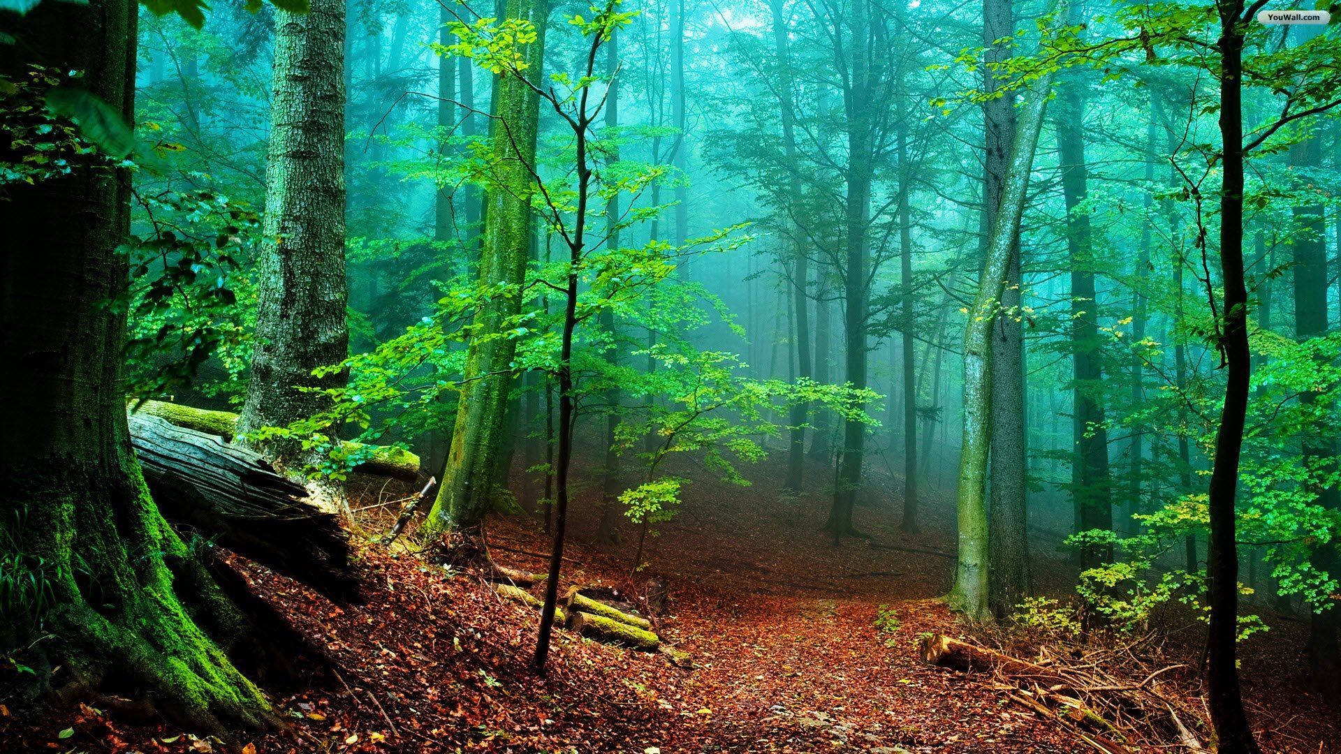 misty forest wallpaper,forest,woodland,nature,natural landscape,old growth forest