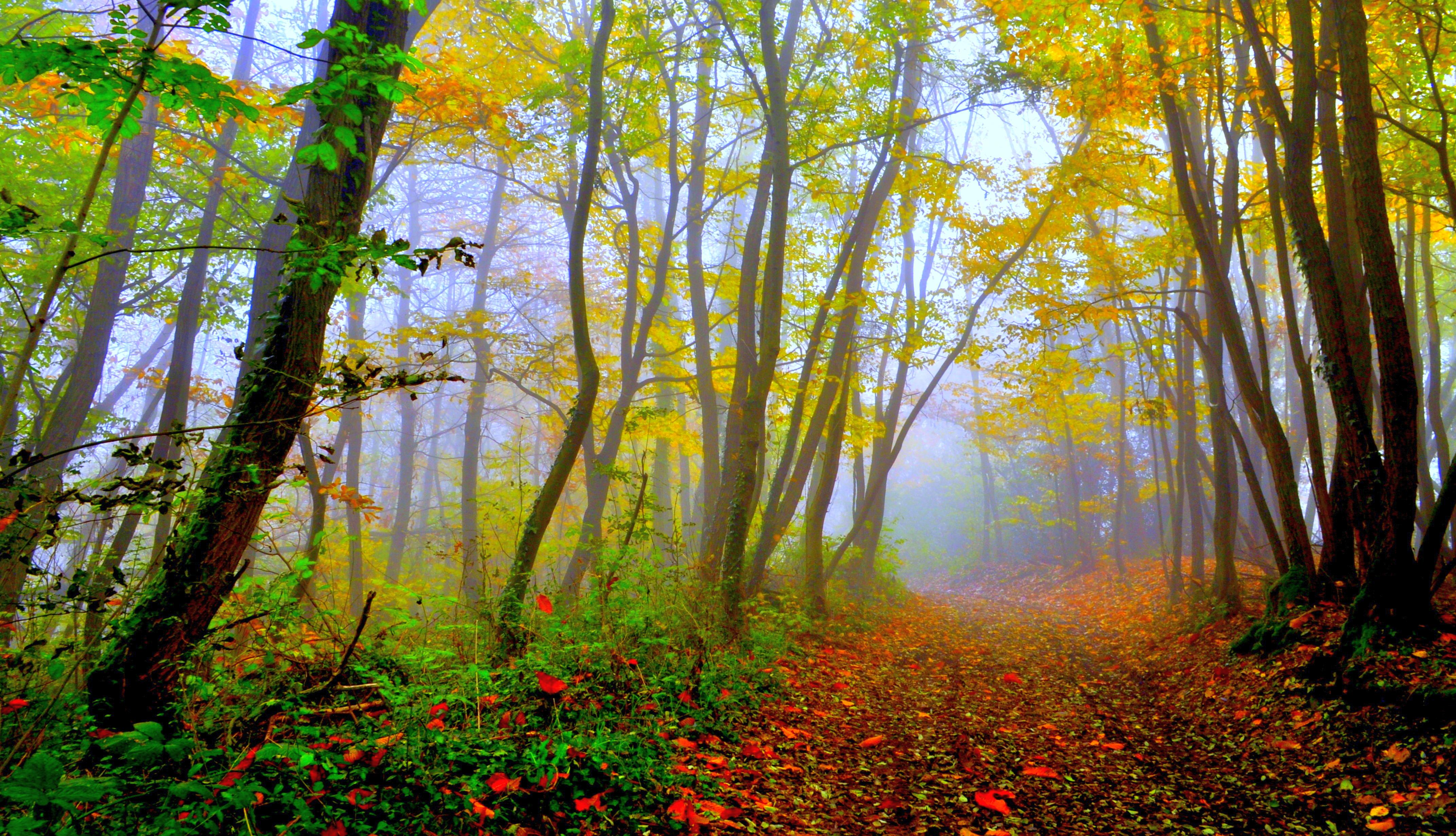 hermoso bosque fondo de pantalla,naturaleza,árbol,paisaje natural,bosque,bosque