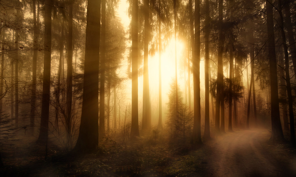misty forest wallpaper,nature,forest,tree,sunlight,natural landscape