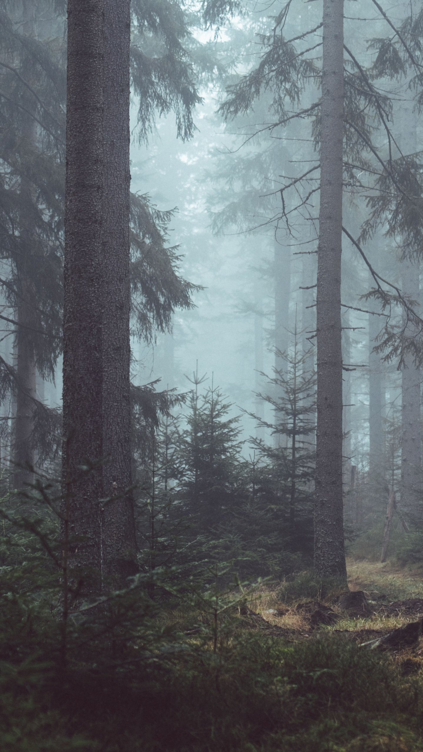 misty forest wallpaper,tree,atmospheric phenomenon,forest,nature,spruce fir forest