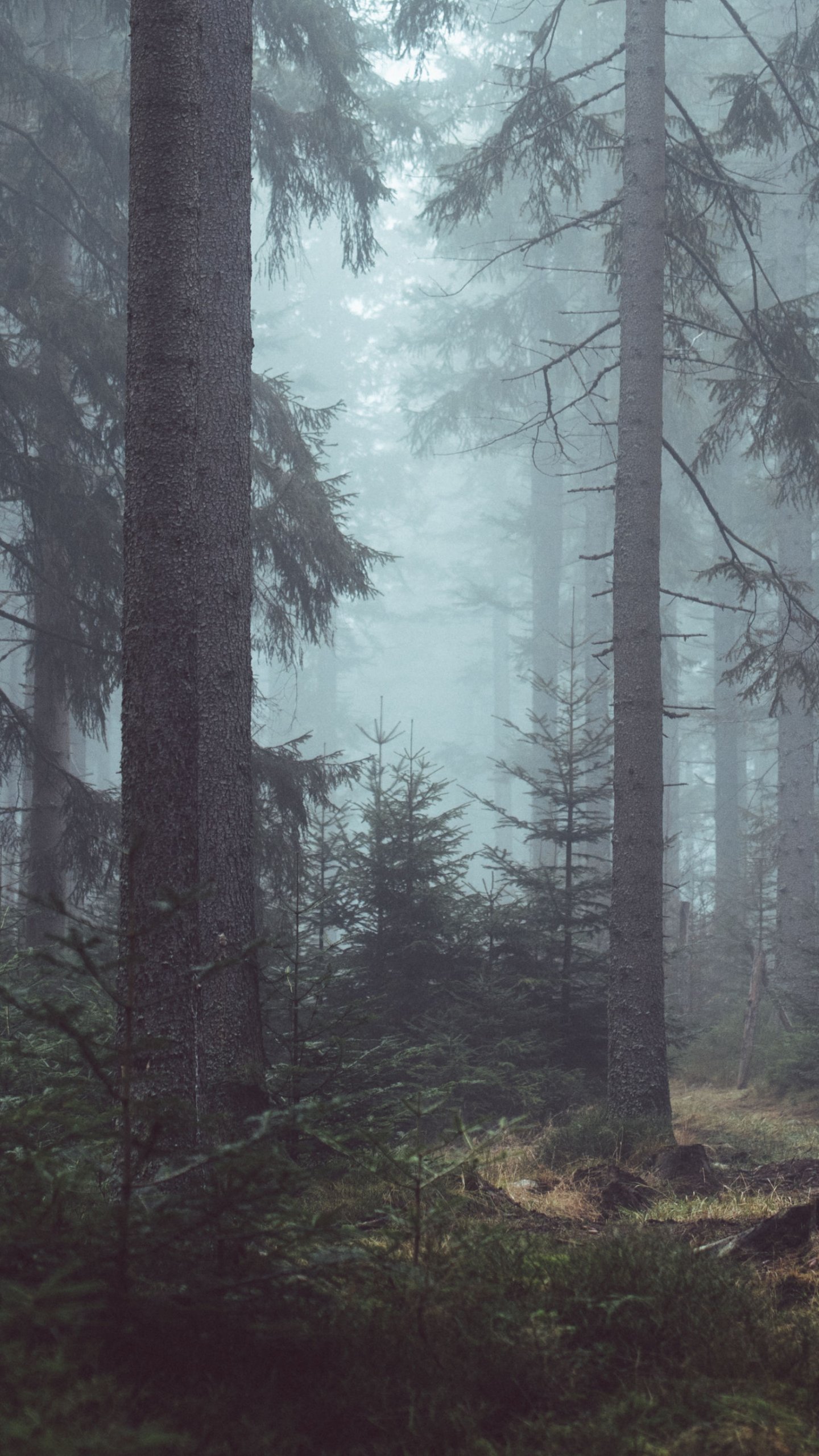 neblige waldtapete,baum,wald,natur,fichtentannenwald,nebel