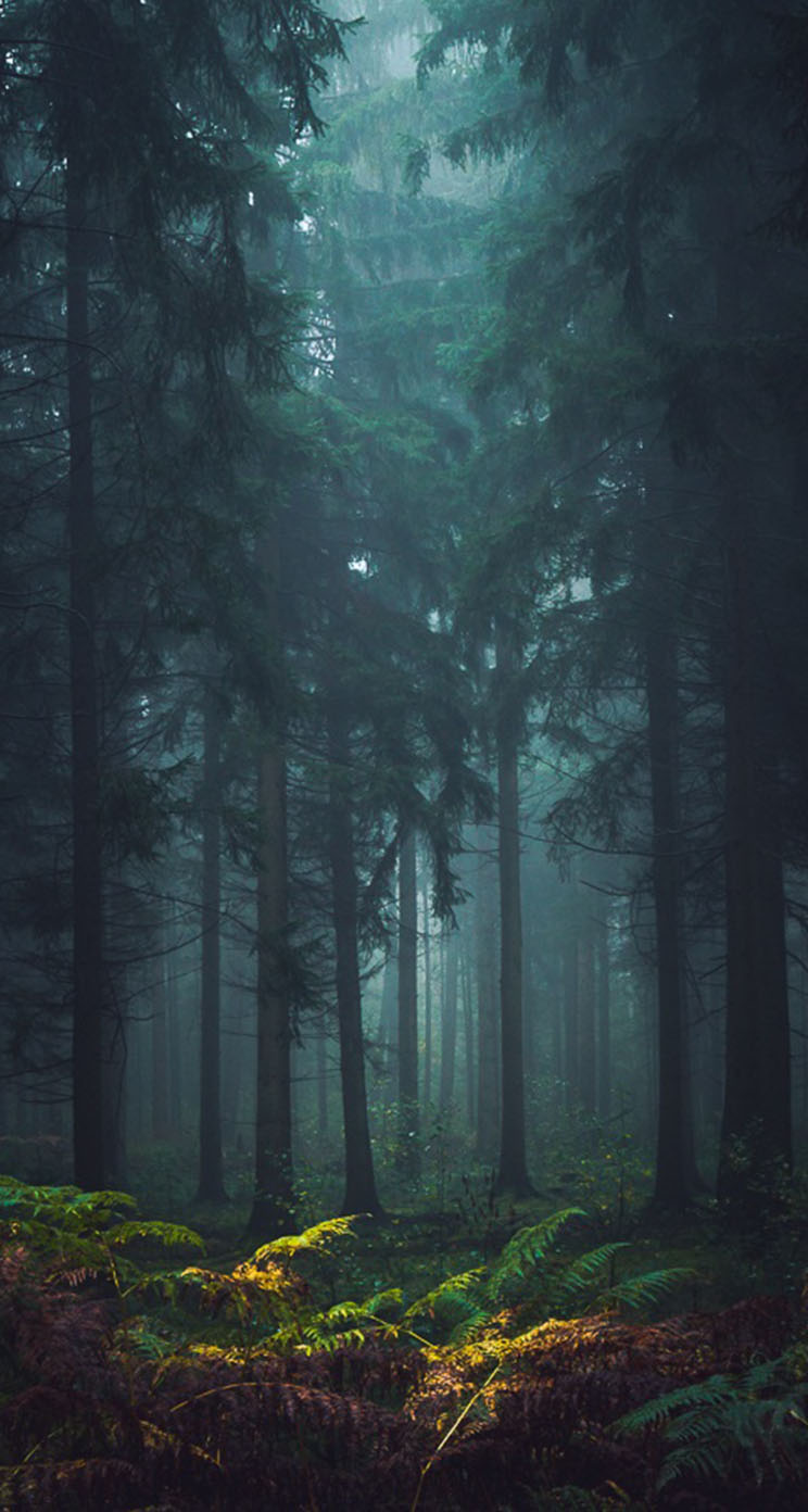 霧の森の壁紙,自然,森林,自然の風景,緑,木