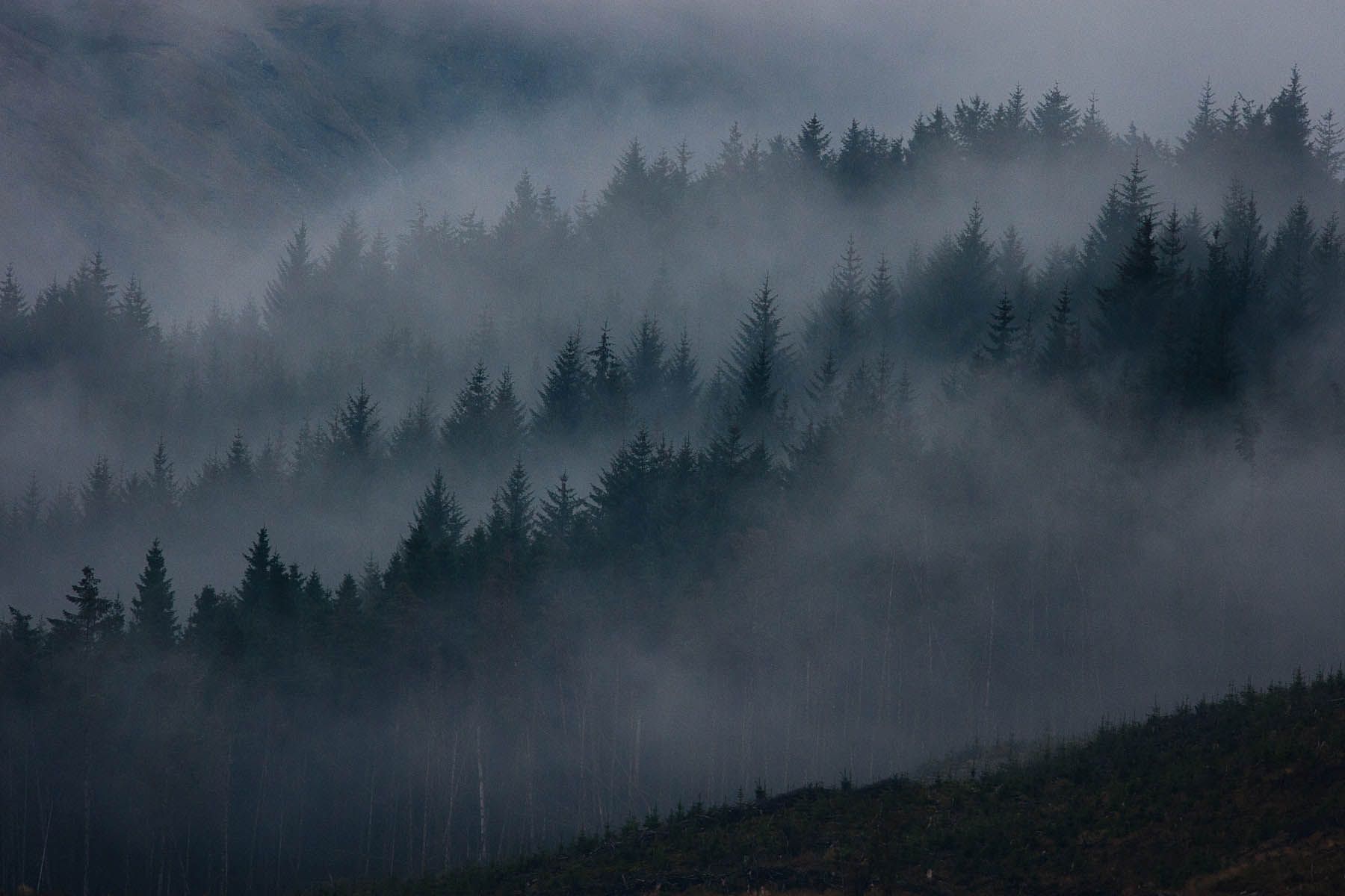 霧の森の壁紙,空,靄,自然,霧,雲