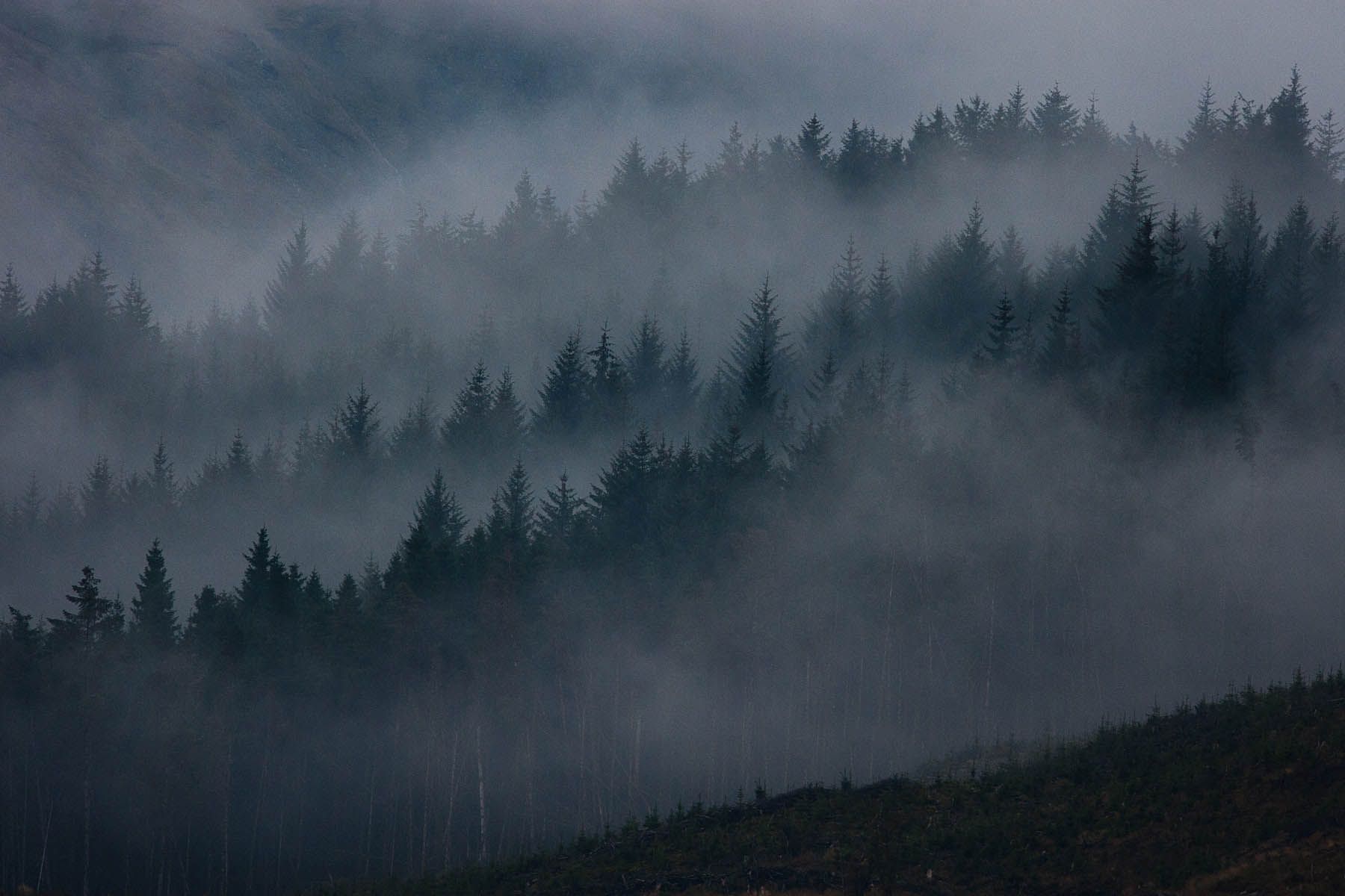 papel pintado bosque brumoso,cielo,niebla,naturaleza,niebla,nube