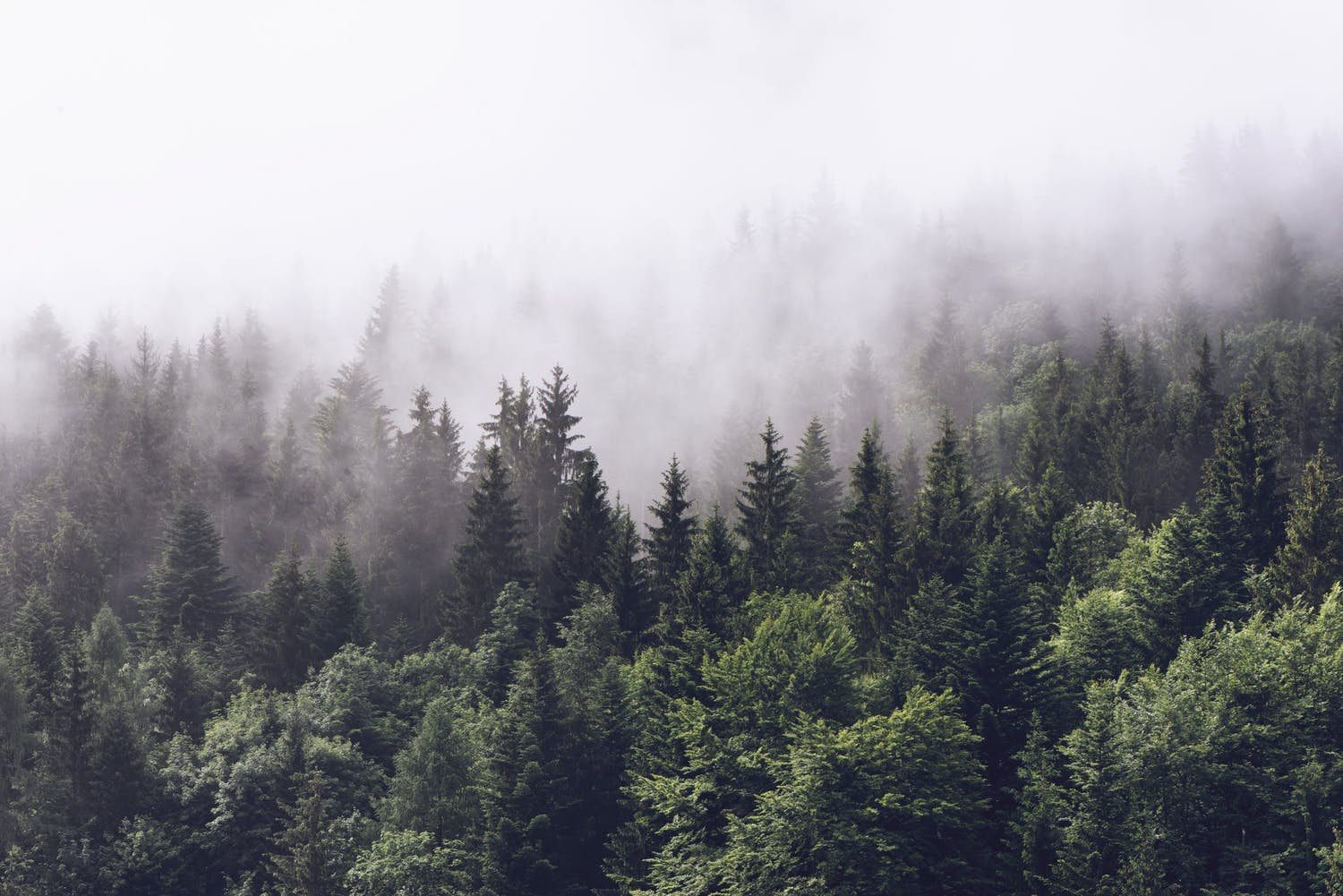 霧の森の壁紙,ショートリーフブラックスプルース,靄,木,霧,森林