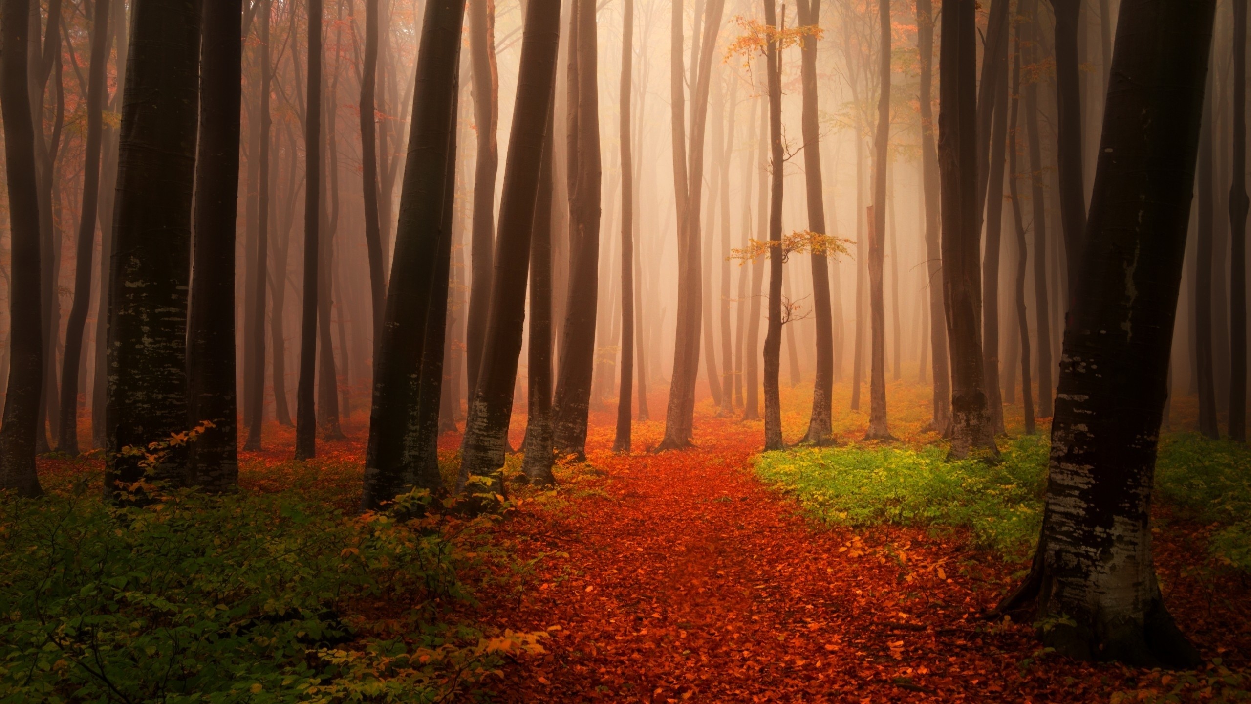 霧の森の壁紙,自然,森林,自然の風景,木,森林