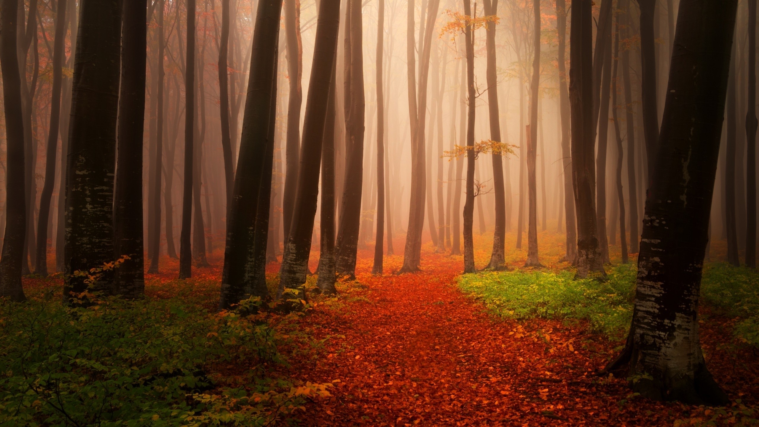 carta da parati foresta nebbiosa,natura,foresta,paesaggio naturale,albero,bosco