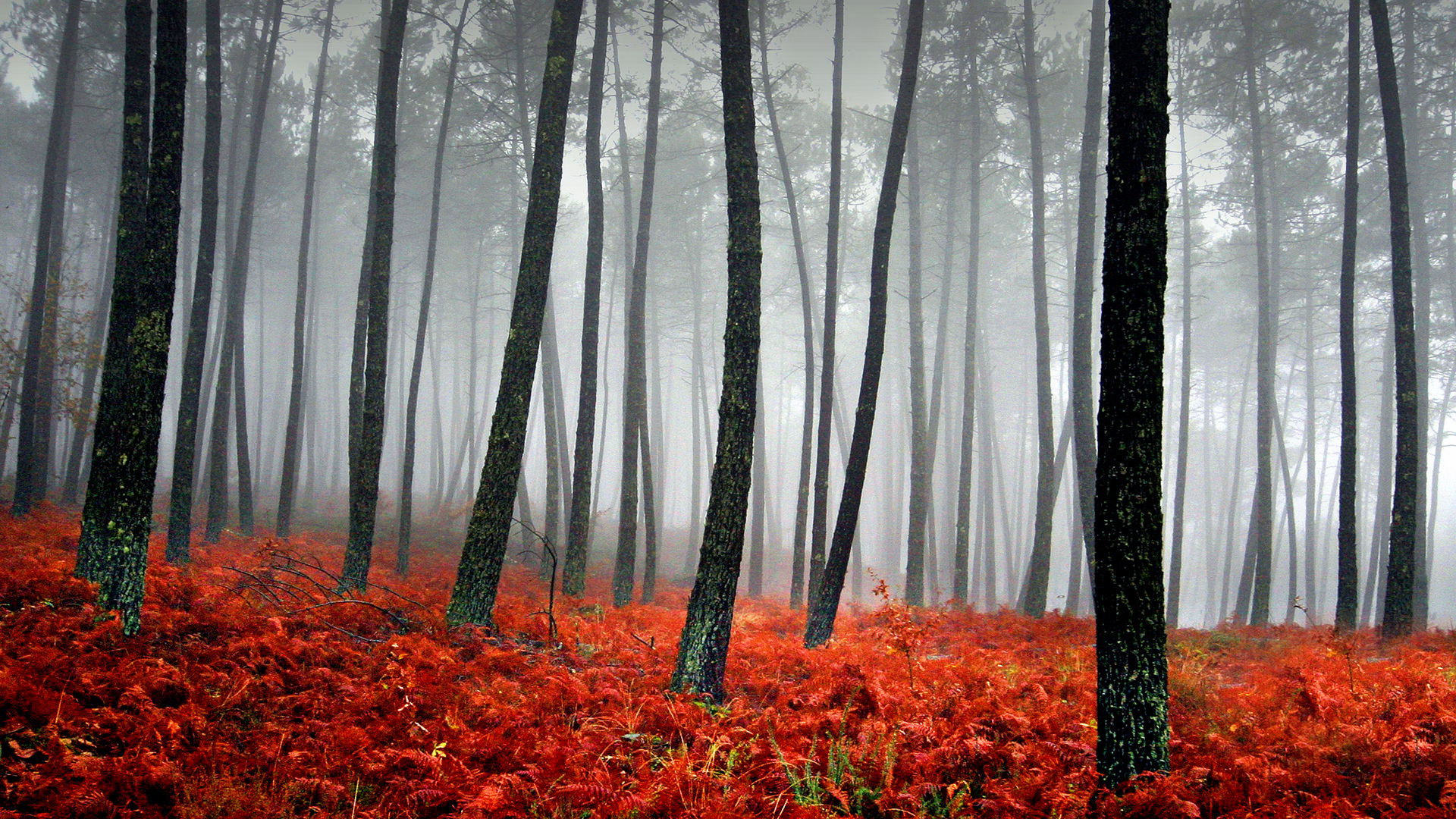 papel pintado bosque brumoso,árbol,bosque,naturaleza,paisaje natural,bosque de madera dura del norte