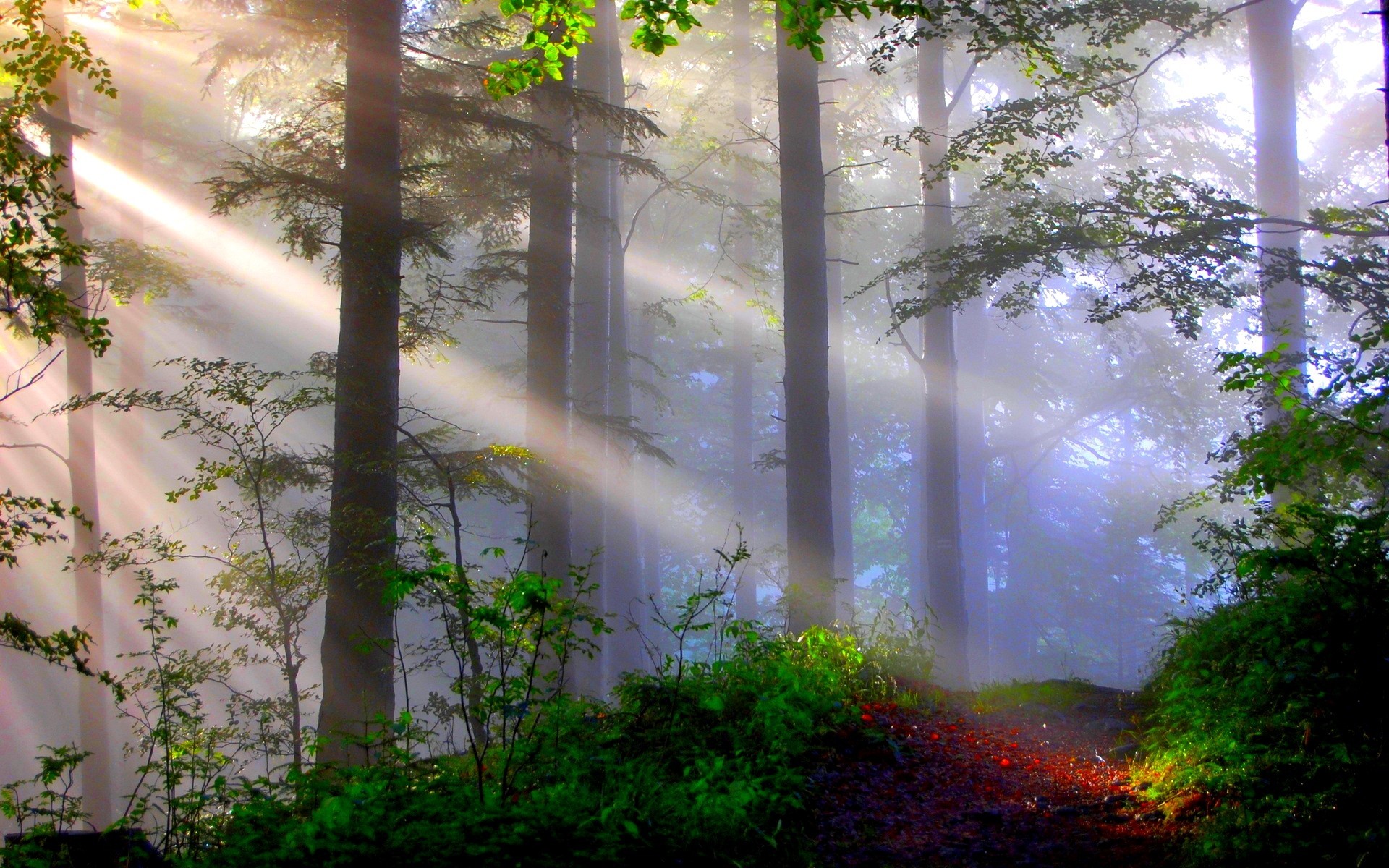 霧の森の壁紙,自然,森林,木,自然の風景,日光