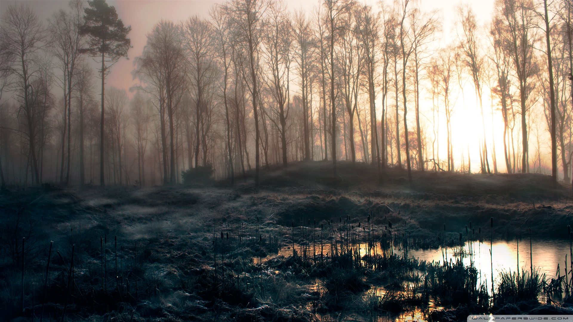 papier peint forêt brumeuse,paysage naturel,la nature,arbre,forêt,des bois