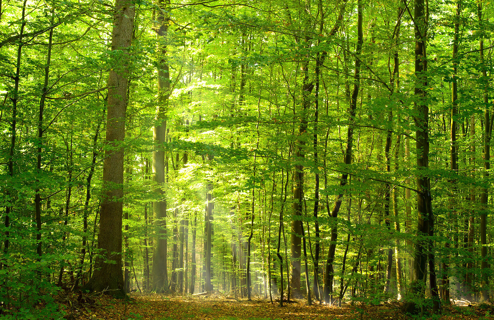 waldtapete uk,baum,wald,natürliche landschaft,wald,natur