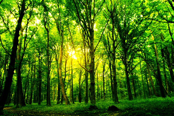 papier peint forêt uk,paysage naturel,vert,arbre,la nature,forêt