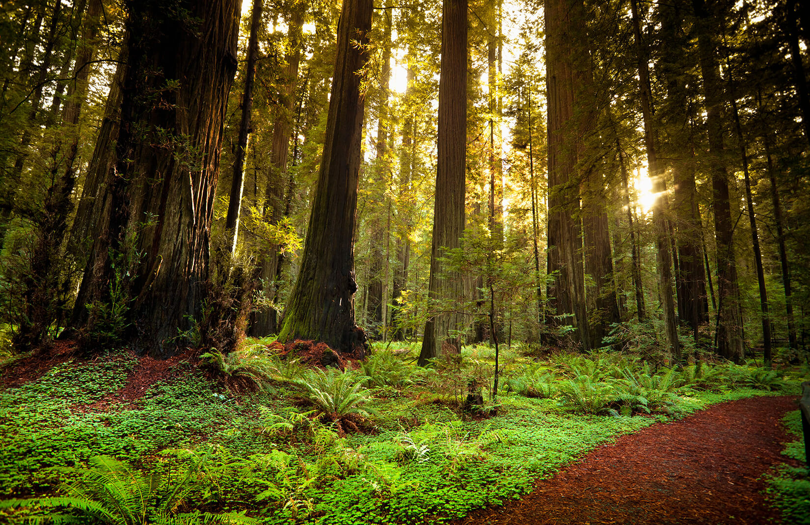 forest wallpaper uk,tree,forest,natural landscape,nature,old growth forest