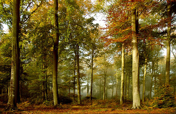 foresta wallpaper uk,albero,foresta,natura,paesaggio naturale,bosco