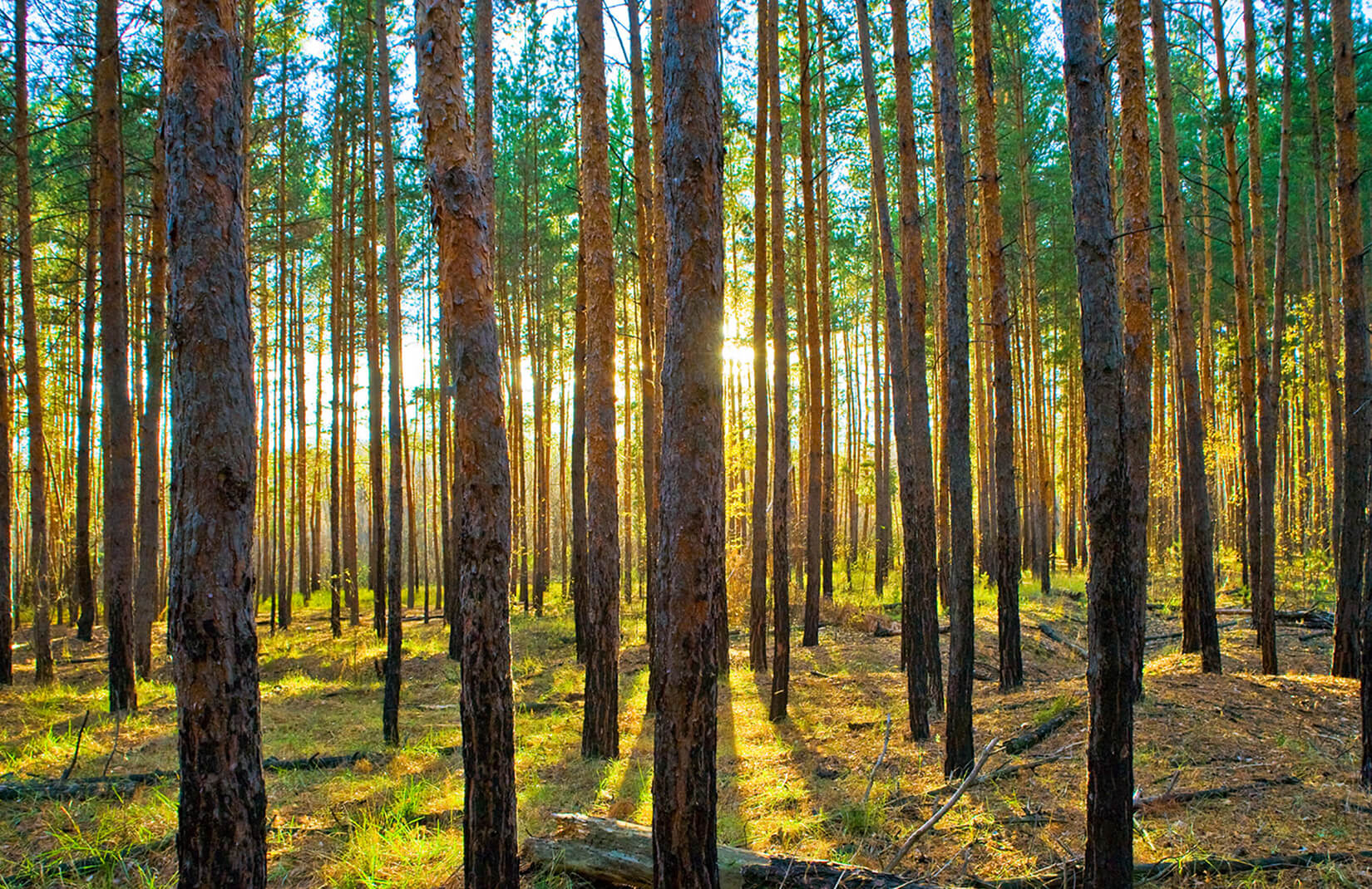 waldtapete uk,baum,wald,wald,nördlicher hartholzwald,natur