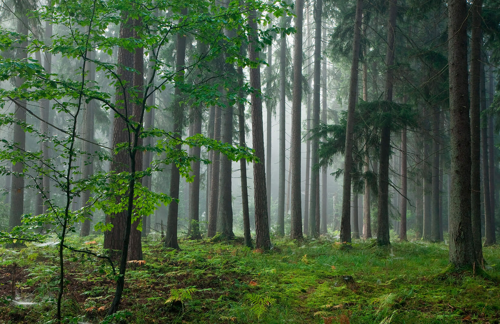 森の壁紙英国,木,森林,森林,自然,古い成長林